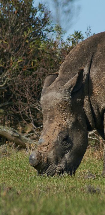 Обои 1080x2220 носорог, дикое животное