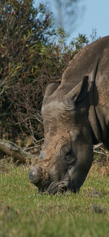Обои 828x1792 носорог, дикое животное
