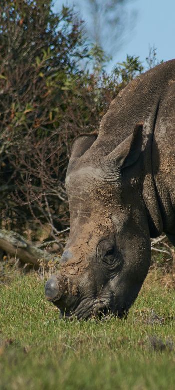 rg rhino, wild animal Wallpaper 1080x2400