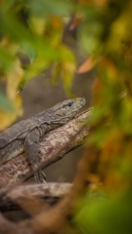 iguana, big lizard Wallpaper 640x1136