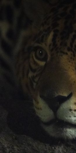 jaguar, big cat Wallpaper 720x1440