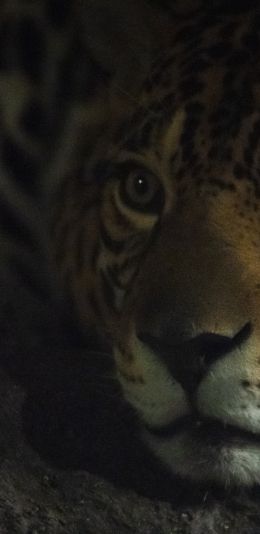 jaguar, big cat Wallpaper 1440x2960