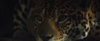 jaguar, big cat Wallpaper 3440x1440