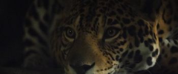 jaguar, big cat Wallpaper 2560x1080