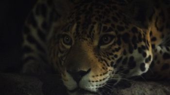jaguar, big cat Wallpaper 2560x1440