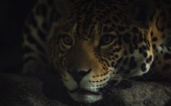 jaguar, big cat Wallpaper 2560x1600