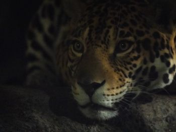 jaguar, big cat Wallpaper 800x600