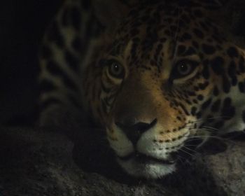 jaguar, big cat Wallpaper 1280x1024