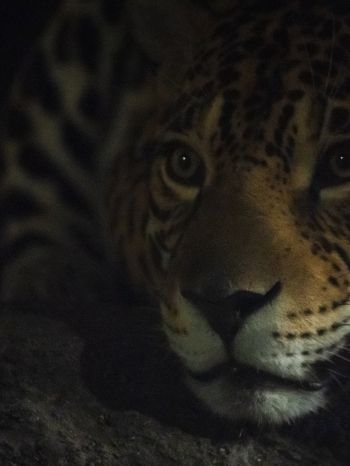 jaguar, big cat Wallpaper 1668x2224