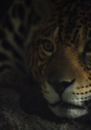 jaguar, big cat Wallpaper 1668x2388