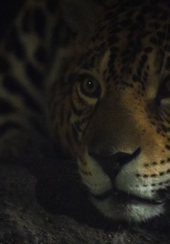 jaguar, big cat Wallpaper 1640x2360