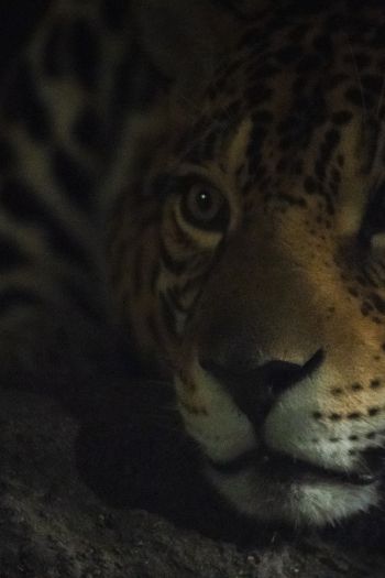 jaguar, big cat Wallpaper 640x960