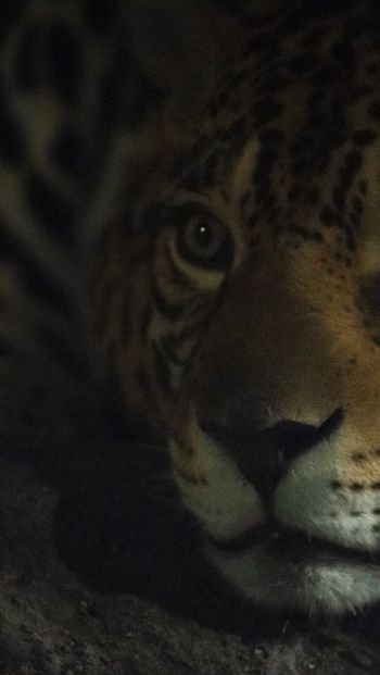 jaguar, big cat Wallpaper 640x1136
