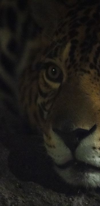 jaguar, big cat Wallpaper 1080x2220