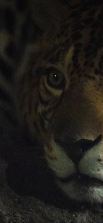 jaguar, big cat Wallpaper 1242x2688