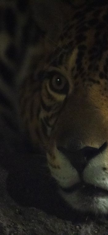 jaguar, big cat Wallpaper 1080x2340