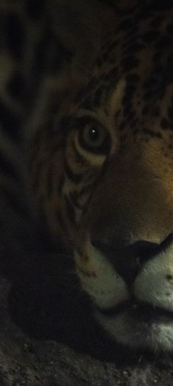jaguar, big cat Wallpaper 720x1600