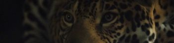 jaguar, big cat Wallpaper 1590x400