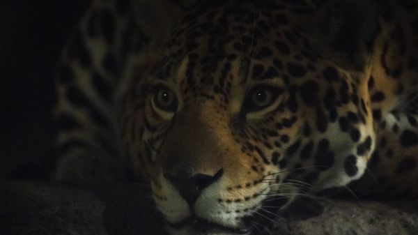 jaguar, big cat Wallpaper 2048x1152