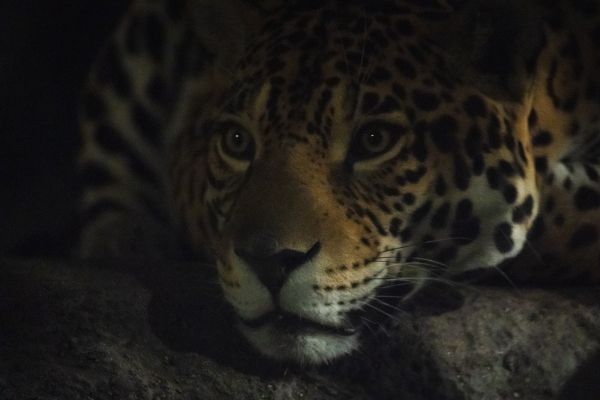 jaguar, big cat Wallpaper 6000x4000