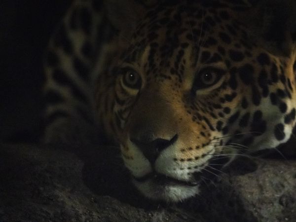 jaguar, big cat Wallpaper 1024x768