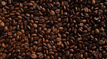 coffee, coffee beans Wallpaper 1600x900