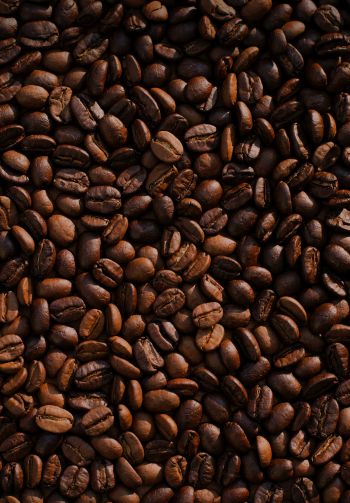 coffee, coffee beans Wallpaper 1640x2360