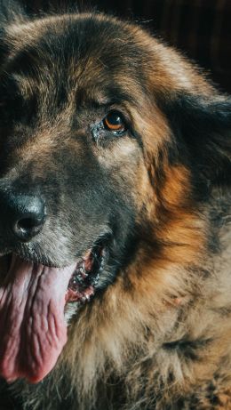 dog, big sheepdog Wallpaper 640x1136