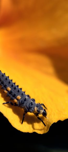 big caterpillar, flower Wallpaper 1080x2400