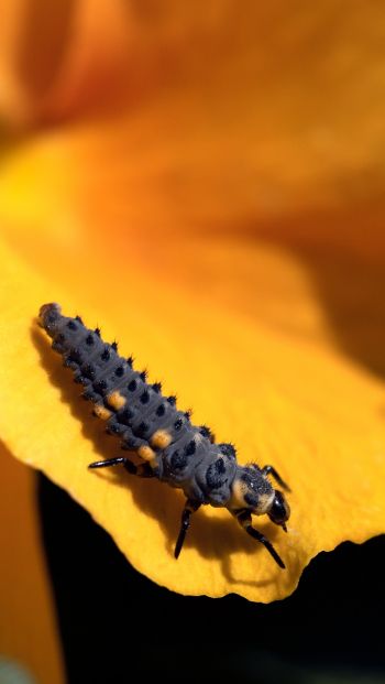 big caterpillar, flower Wallpaper 640x1136