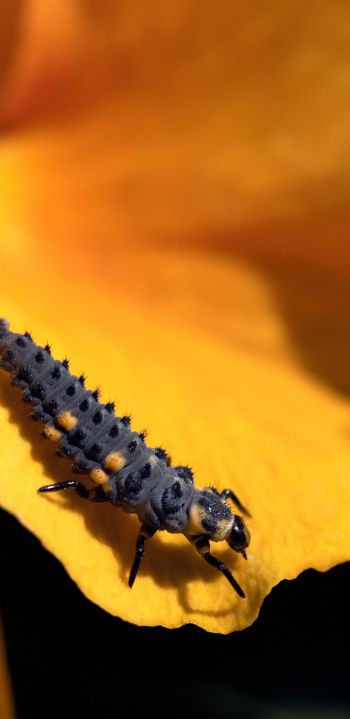 big caterpillar, flower Wallpaper 1440x2960