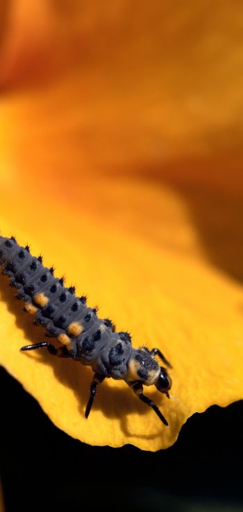 big caterpillar, flower Wallpaper 1080x2280