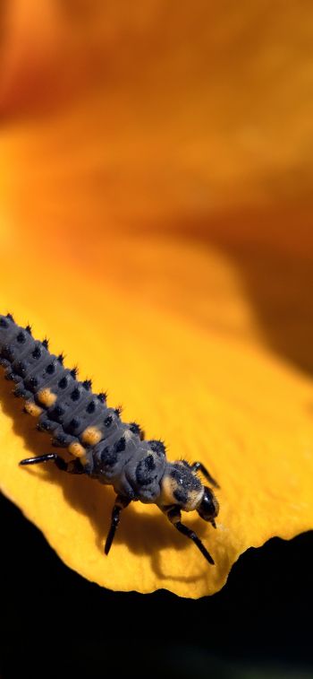 big caterpillar, flower Wallpaper 1242x2688