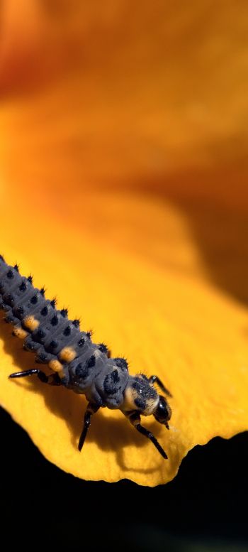 big caterpillar, flower Wallpaper 1080x2400