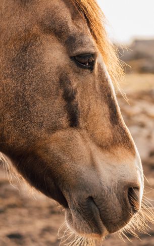 horse, graceful animal Wallpaper 1752x2800