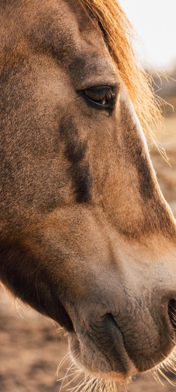 horse, graceful animal Wallpaper 1080x2400