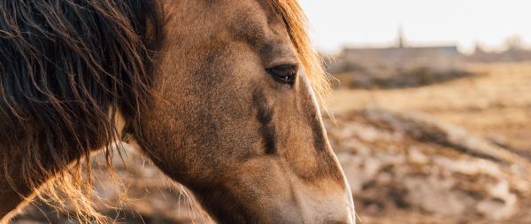 horse, graceful animal Wallpaper 2560x1080