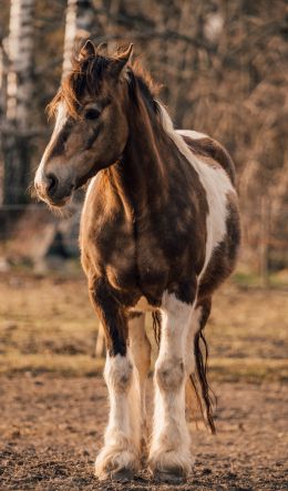 pinto, stately animal Wallpaper 600x1024