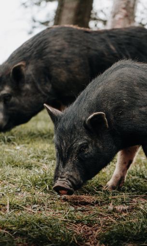 Kotor, Montenegro, piglets Wallpaper 1200x2000