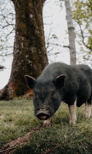 Kotor, Montenegro, pig Wallpaper 1200x2000