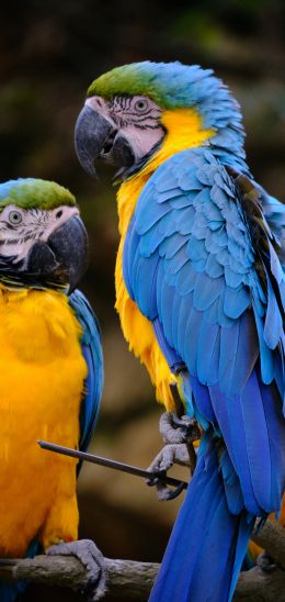 Обои 1440x3040 разноцветный попугай, попугай ара