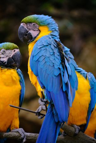 Обои 2560x3840 разноцветный попугай, попугай ара