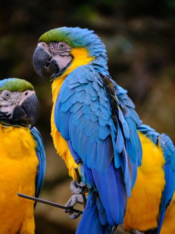 Обои 1668x2224 разноцветный попугай, попугай ара