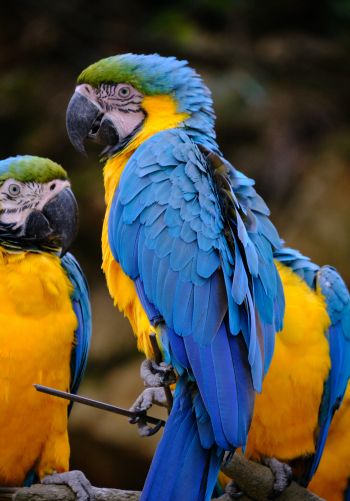 Обои 1668x2388 разноцветный попугай, попугай ара