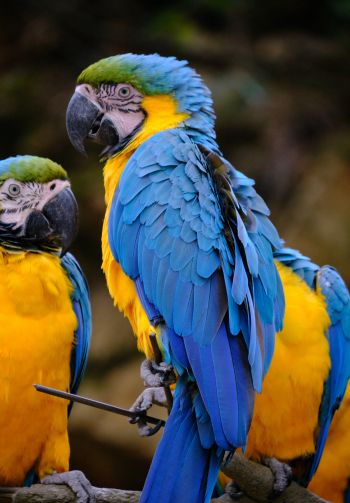 Обои 1640x2360 разноцветный попугай, попугай ара