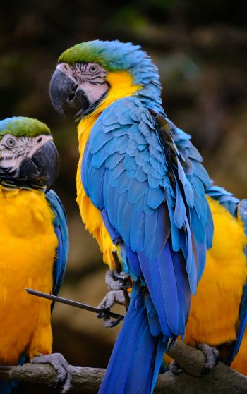 Обои 1752x2800 разноцветный попугай, попугай ара