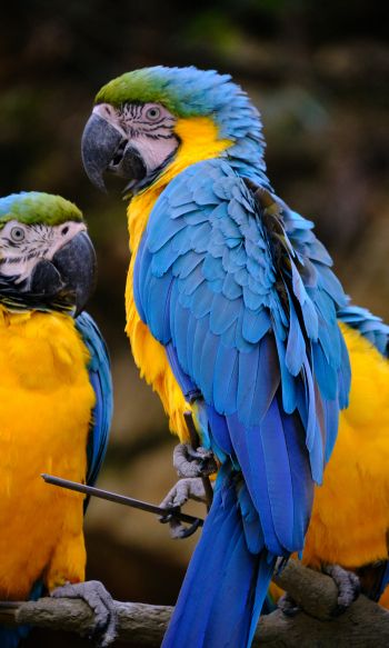 Обои 1200x2000 разноцветный попугай, попугай ара