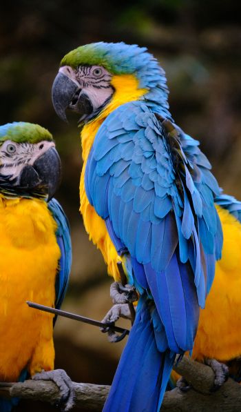 Обои 600x1024 разноцветный попугай, попугай ара