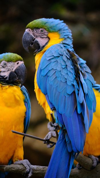 Обои 640x1136 разноцветный попугай, попугай ара