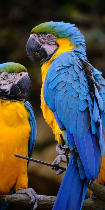 Обои 720x1440 разноцветный попугай, попугай ара